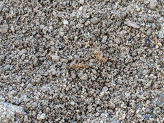 Myrmecocystus testaceus