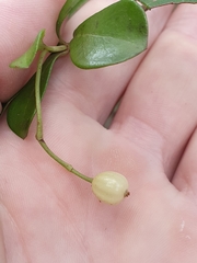 Psychotria daphnoides