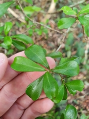 Psychotria daphnoides