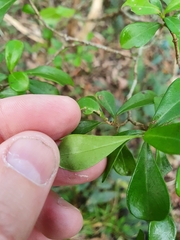 Psychotria daphnoides