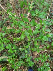 Psychotria daphnoides