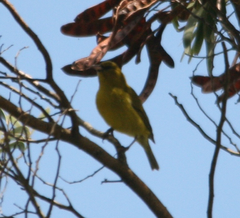 Chlorodrepanis flava