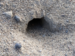 Myrmecocystus testaceus