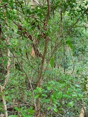 Psychotria daphnoides