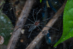 Aglaoctenus castaneus