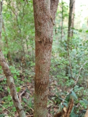 Psychotria daphnoides