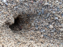 Myrmecocystus testaceus