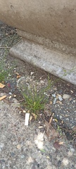 Angiospermae