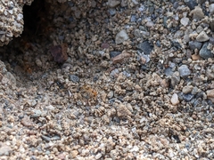 Myrmecocystus testaceus