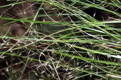Austrostipa ramosissima