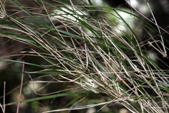 Austrostipa ramosissima