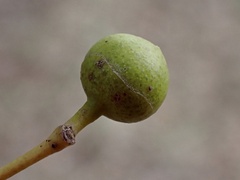 Fergusobia