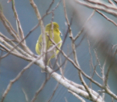 Chlorodrepanis flava