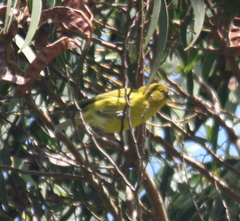 Chlorodrepanis flava