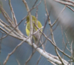 Chlorodrepanis flava