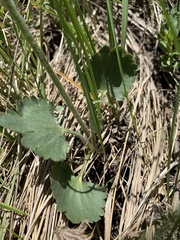 Ranunculus cardiophyllus