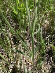 Ranunculus cardiophyllus