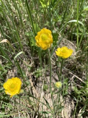 Ranunculus cardiophyllus