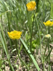 Ranunculus cardiophyllus