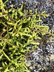 Thuidiopsis sparsa