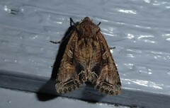 Ichneutica insignis