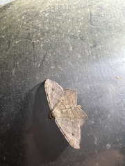 Macaria multilineata