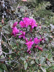 Rhododendron rubropilosum
