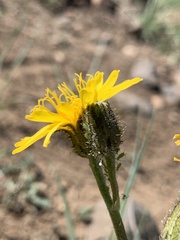 Crepis modocensis