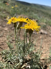 Crepis modocensis