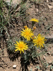 Crepis modocensis