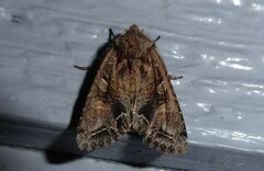 Ichneutica insignis