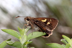 Toxidia andersoni
