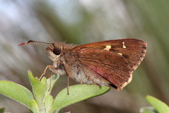 Toxidia andersoni