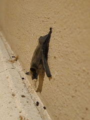 Parastrellus hesperus