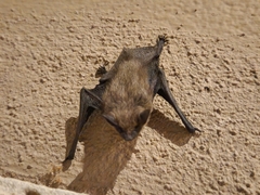 Parastrellus hesperus