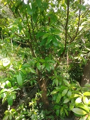 Ehretia longiflora