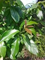 Ehretia longiflora