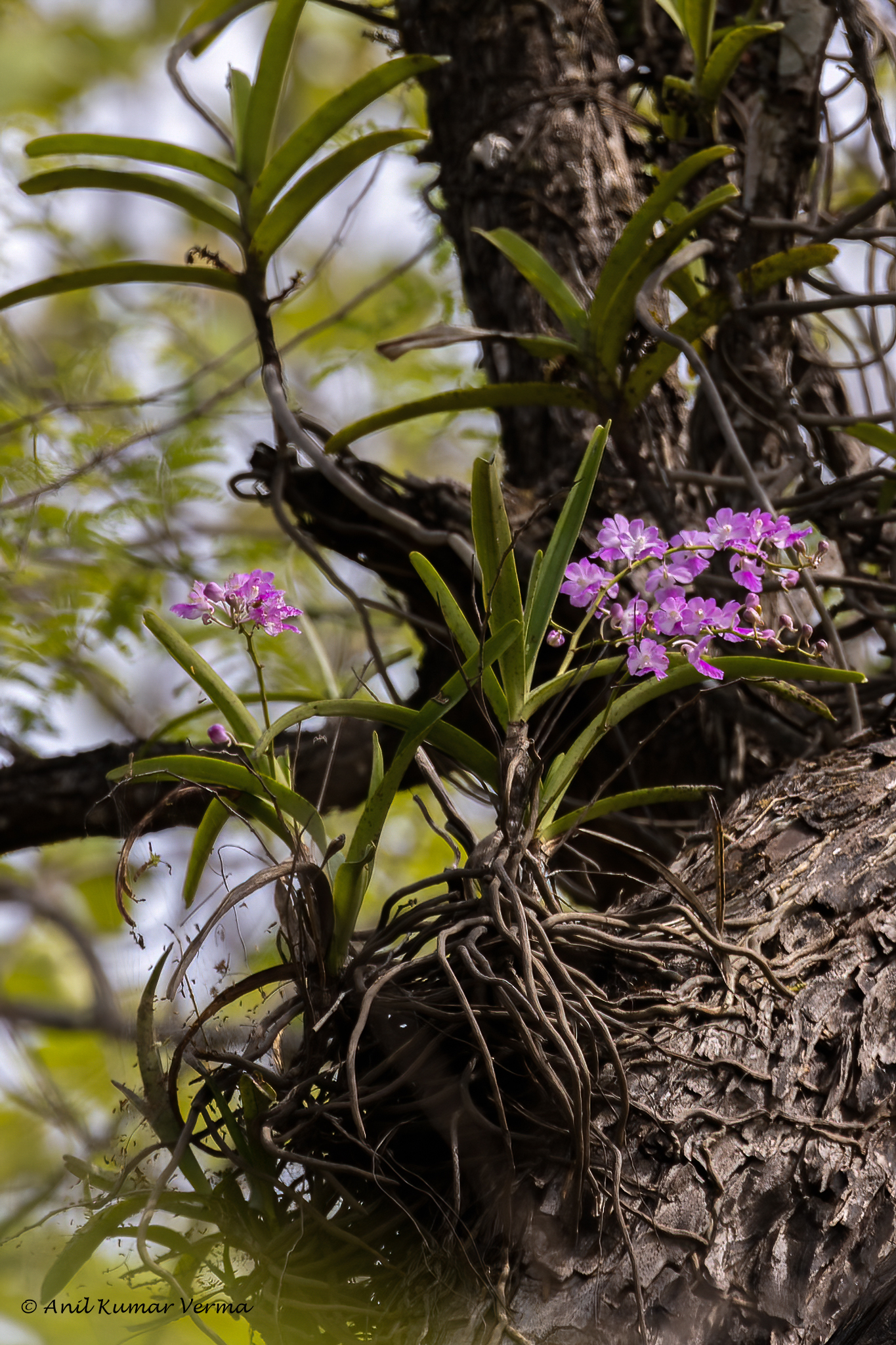 Aerides maculosa Lindl. 2