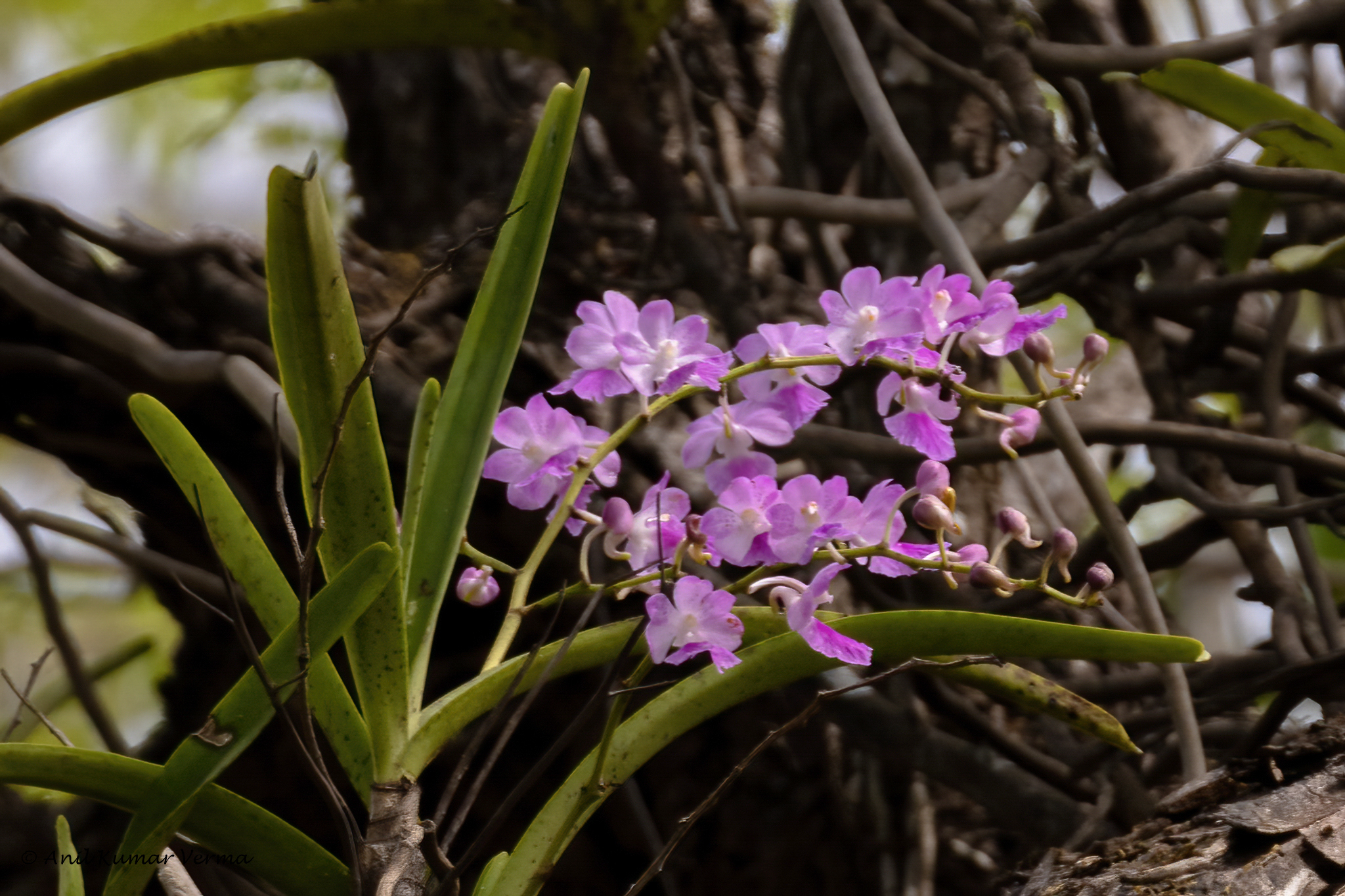 Aerides maculosa Lindl.