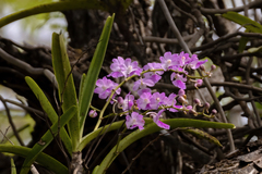 Aerides maculosa