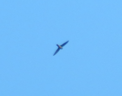 Aerodramus terraereginae