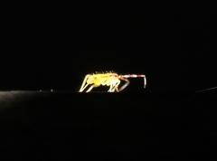 Campyloneura virgula