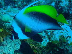 Heniochus singularius
