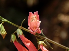 Penstemon barbatus