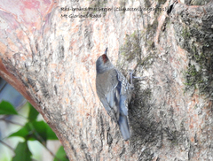 Climacteris erythrops