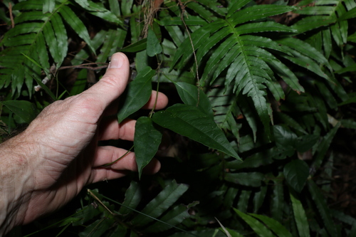 Image of Vincetoxicum paniculatum by (c) Greg Tasney, some rights reserved (CC BY-SA)
