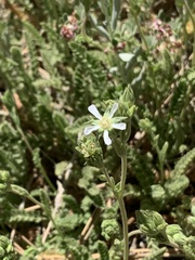 Horkelia clevelandii
