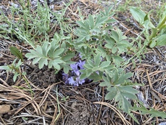 Hydrophyllum alpestre