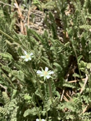 Horkelia clevelandii