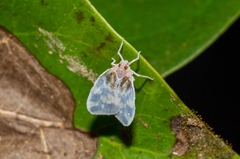 Borysthenes emarginatus